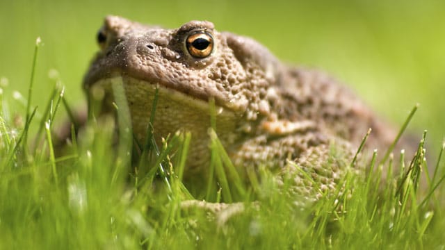 Erdkröten können im Garten ein wahrer Nützling sein.