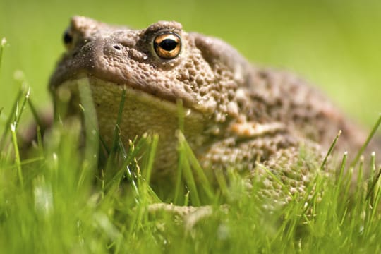 Erdkröten können im Garten ein wahrer Nützling sein.