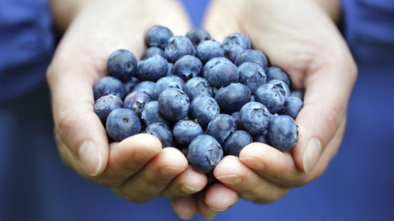 Heidelbeeren werden aufgrund ihrer Farbe auch oft Blaubeeren genannt.