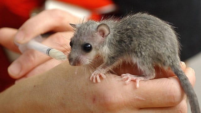 Mit einer Nahrrungsspritze können Sie ein gefundenes Siebenschläfer-Baby wieder aufpäppeln.