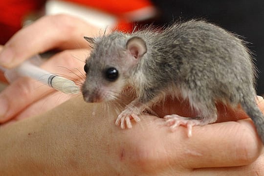 Mit einer Nahrrungsspritze können Sie ein gefundenes Siebenschläfer-Baby wieder aufpäppeln.