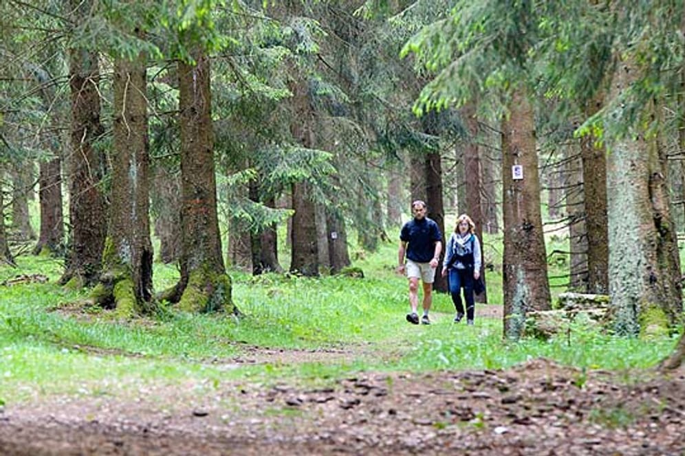 Im neuen Nationalpark Hunsrück-Hochwald lässt es sich prima wandern.