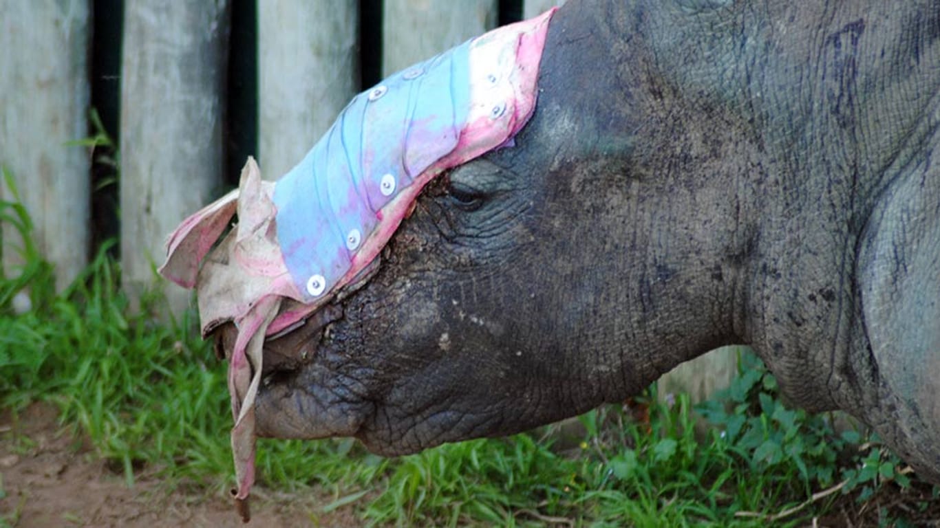 Nashorn "Hope" wurde grauenhaft verstümmelt - und überlebte dennoch.