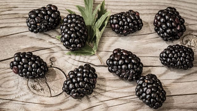 Frisch gepflückt enthalten Brombeeren den höchsten Vitamingehalt.