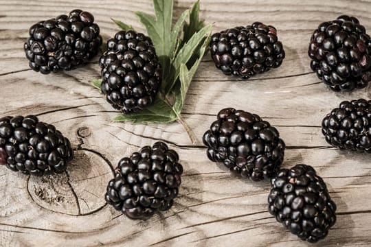 Frisch gepflückt enthalten Brombeeren den höchsten Vitamingehalt.