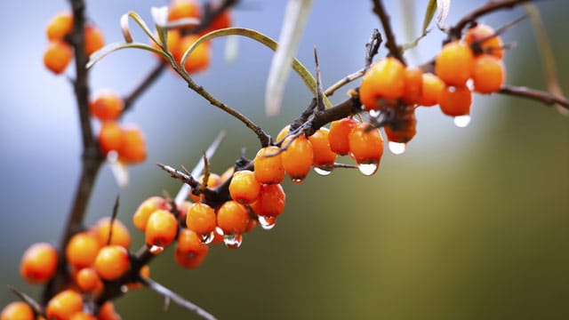 Die Beeren des Sanddorn sollten für die bestmögliche Wirkung vollständig im Saft verwertet werden.