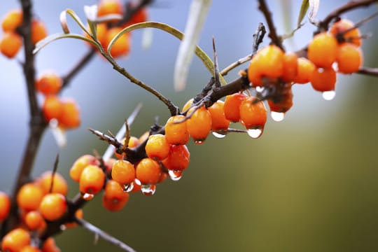 Die Beeren des Sanddorn sollten für die bestmögliche Wirkung vollständig im Saft verwertet werden.