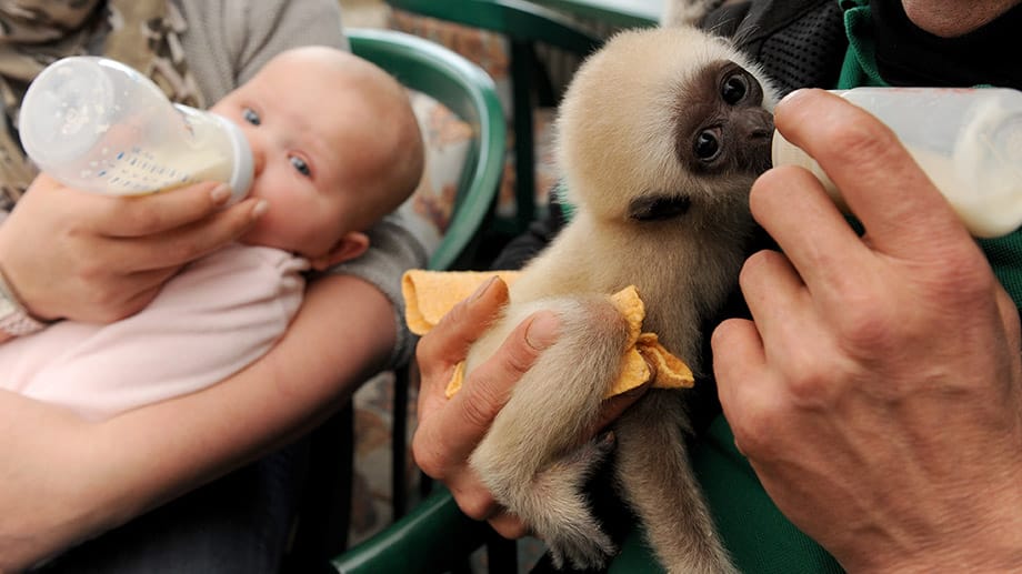 Sie bekommen die selbe Babynahrung: Eine Milch - zwei Fläschchen.