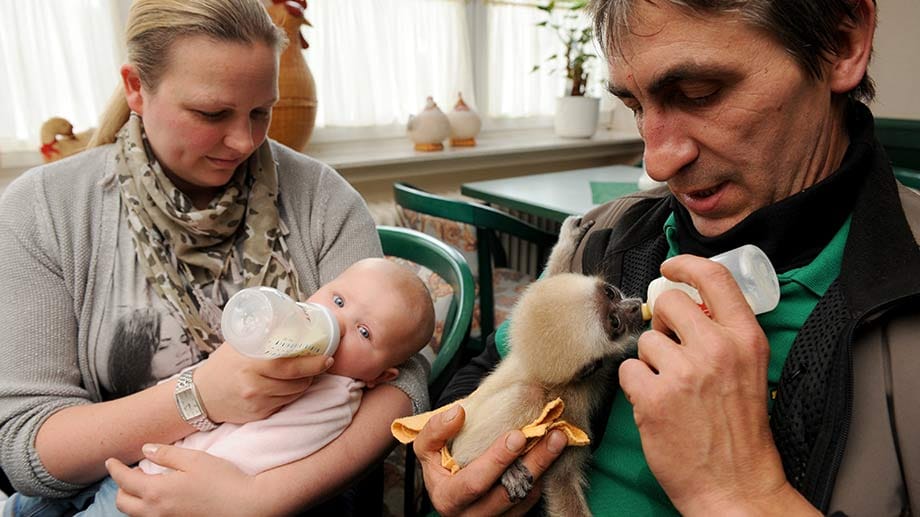 Von der Mutter verstoßen - jetzt wurden die Tierpfleger zu Ersatzmüttern für Affenbaby Lui und Baby Viktoria zum Schwesterchen.