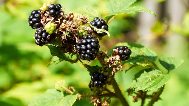 Brombeeren gehören zu den pflegeleichten Gartensträuchern und eignen sich deshalb auch für faule Hobbygärtner.