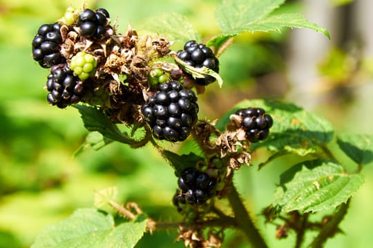 Brombeeren gehören zu den pflegeleichten Gartensträuchern und eignen sich deshalb auch für faule Hobbygärtner.