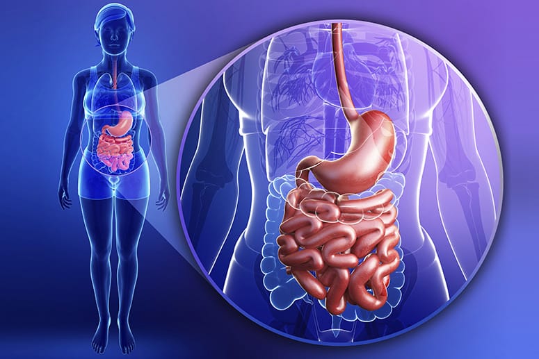 Menschlicher Darm: Antibiotika wirkungslos - was nun?