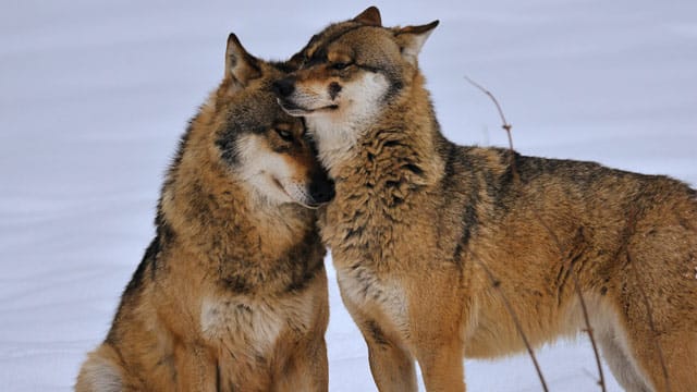 Ein Wolfspaar lebt meist in lebenslanger Partnerschaft.