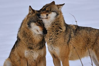 Ein Wolfspaar lebt meist in lebenslanger Partnerschaft.