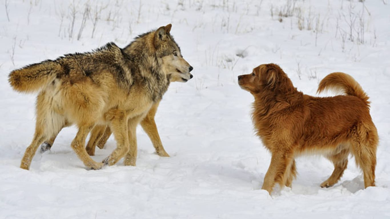 In jedem Hund steckt auch ein Wolf. Aber der Vorfahre lässt sich nicht zähmen.