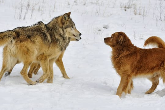 In jedem Hund steckt auch ein Wolf. Aber der Vorfahre lässt sich nicht zähmen.