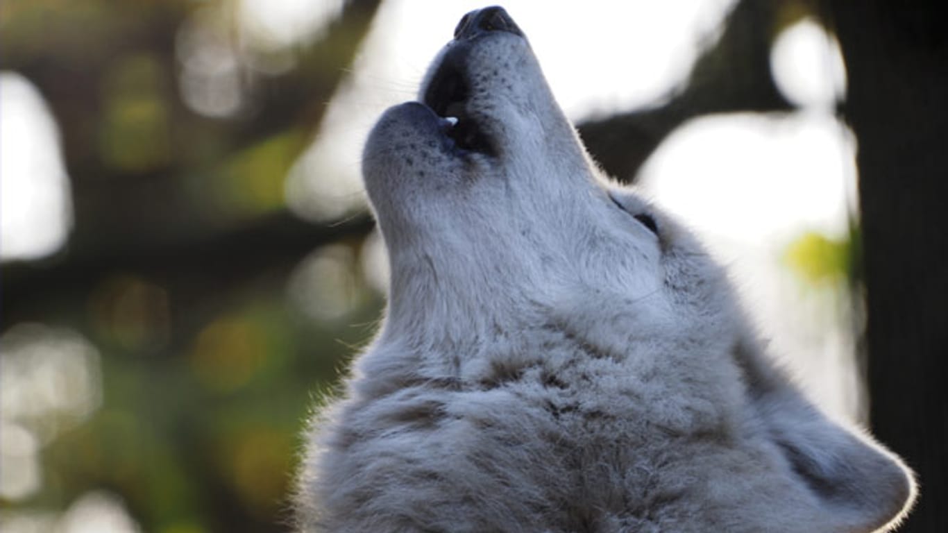 Das traurige Heulen ist charakteristisch für den Wolf. Trauer bedeutet es jedoch nur beim Fortgang oder Tod eines Rudelmitglieds.