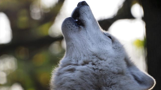 Das traurige Heulen ist charakteristisch für den Wolf. Trauer bedeutet es jedoch nur beim Fortgang oder Tod eines Rudelmitglieds.