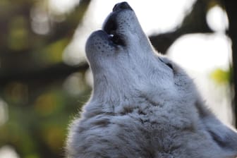 Das traurige Heulen ist charakteristisch für den Wolf. Trauer bedeutet es jedoch nur beim Fortgang oder Tod eines Rudelmitglieds.