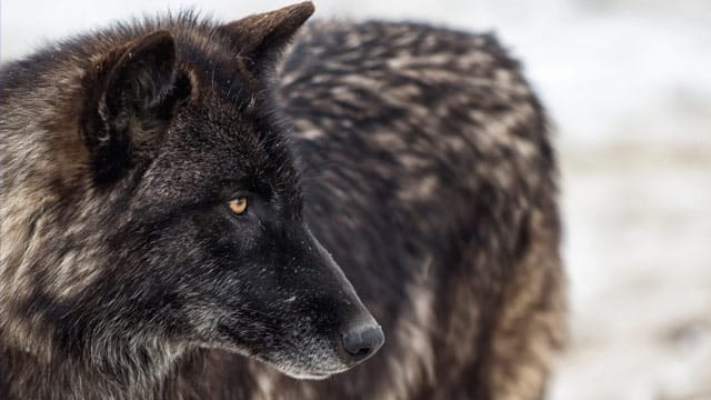 Der Timberwolf kommt in verschiedenen Fellfarben vor.