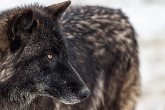 Der Timberwolf kommt in verschiedenen Fellfarben vor.