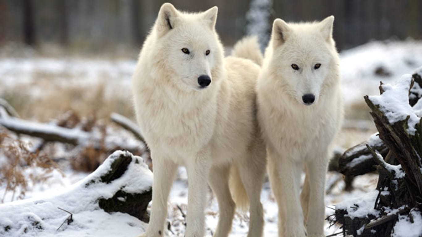Nicht umsonst ist das Fell des Polarwolfes schneeweiß: So ist er am besten getarnt.