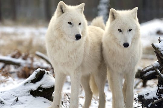 Nicht umsonst ist das Fell des Polarwolfes schneeweiß: So ist er am besten getarnt.