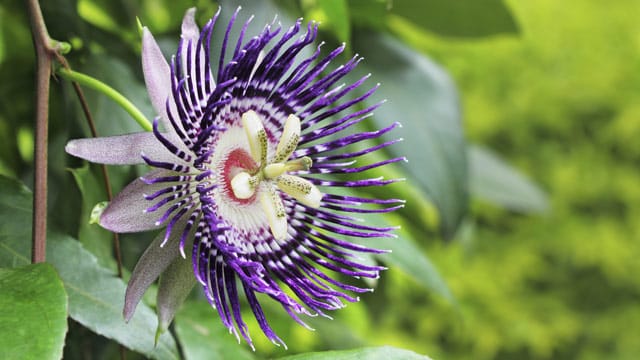 Aus den schönen Blüten der Passionsblume bildet sich eine Beere, die dann zur Maracuja reift.