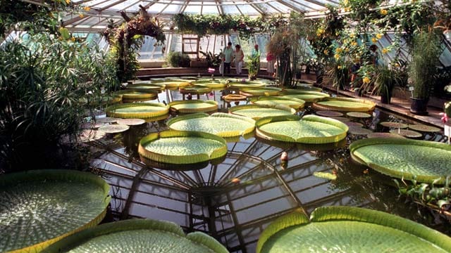 Amerikanische Lotosblume (Victoria amazonica) im Tropenhaus des Botanischen Gartens in Berlin-Dahlem.