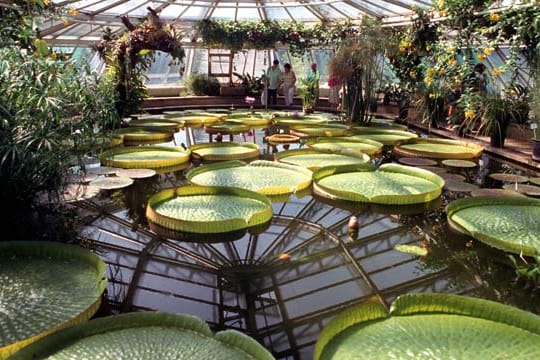 Amerikanische Lotosblume (Victoria amazonica) im Tropenhaus des Botanischen Gartens in Berlin-Dahlem.