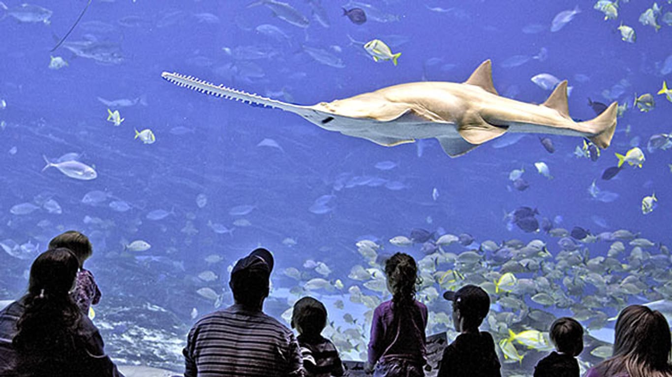 Ein Sägefisch der Art Pristidae pristis pectinata im Atlanta Georgia Aquarium.