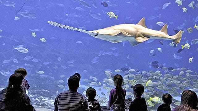 Ein Sägefisch der Art Pristidae pristis pectinata im Atlanta Georgia Aquarium.