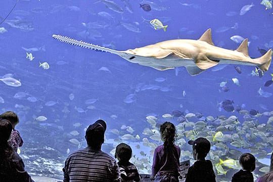 Ein Sägefisch der Art Pristidae pristis pectinata im Atlanta Georgia Aquarium.