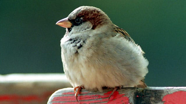 Ein Spatz beobachtet im Großen Garten von Dresden das Geschehen in seinem Revier.