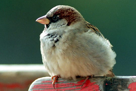 Ein Spatz beobachtet im Großen Garten von Dresden das Geschehen in seinem Revier.