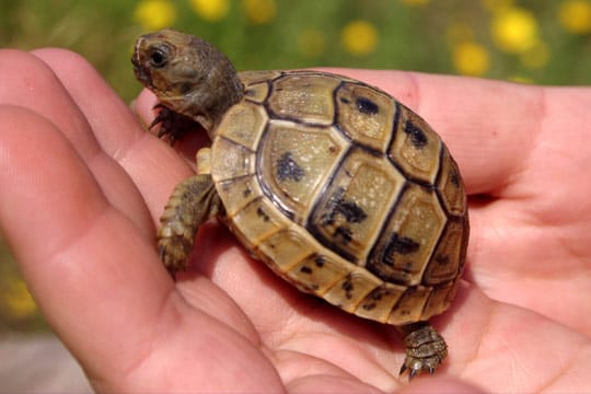 Vor dem Kauf ist zu bedenken, dass aus den kleinen Schildkröten je nach Art große Reptilien werden.