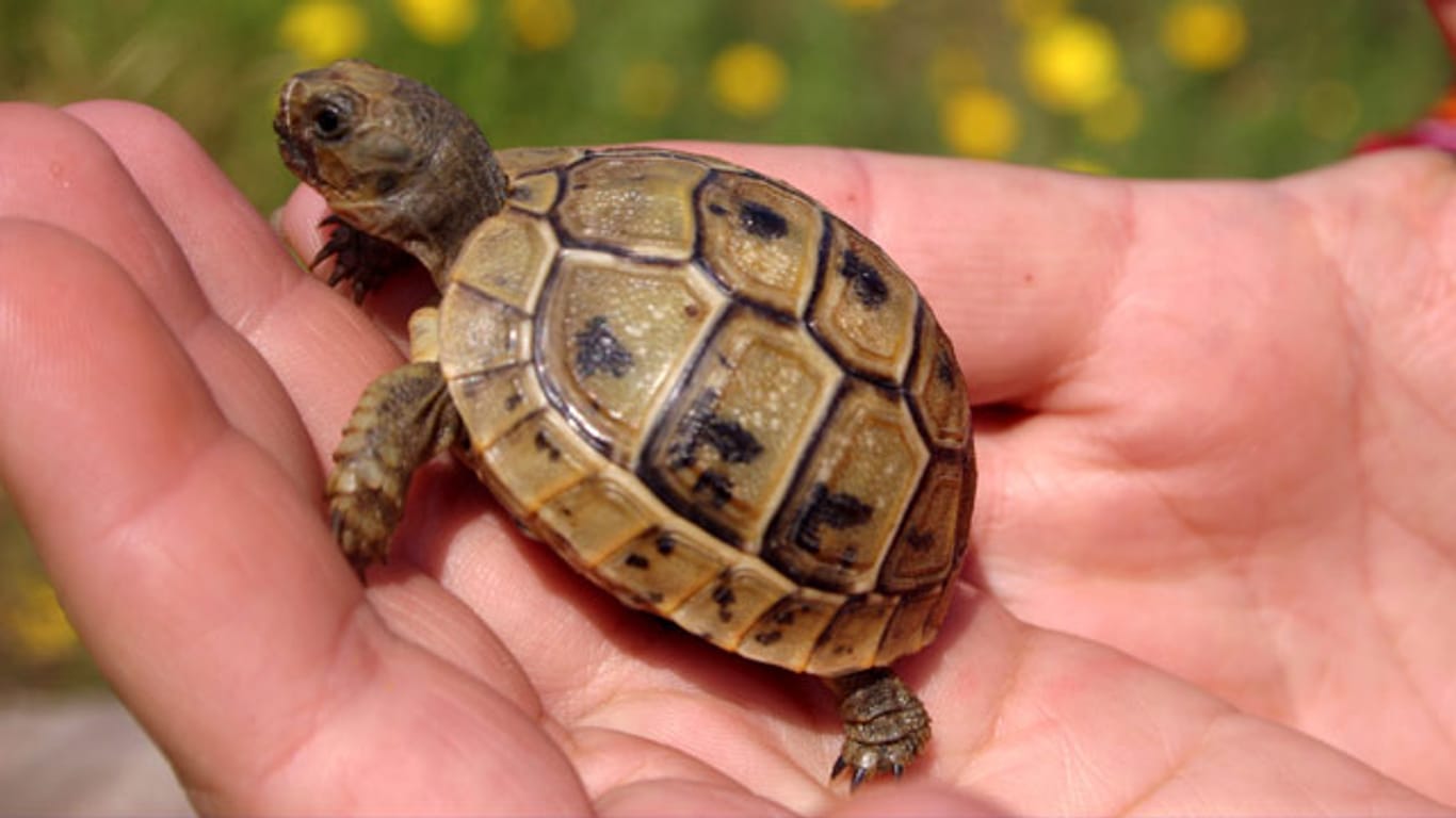 Vor dem Kauf ist zu bedenken, dass aus den kleinen Schildkröten je nach Art große Reptilien werden.