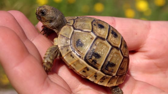 Vor dem Kauf ist zu bedenken, dass aus den kleinen Schildkröten je nach Art große Reptilien werden.