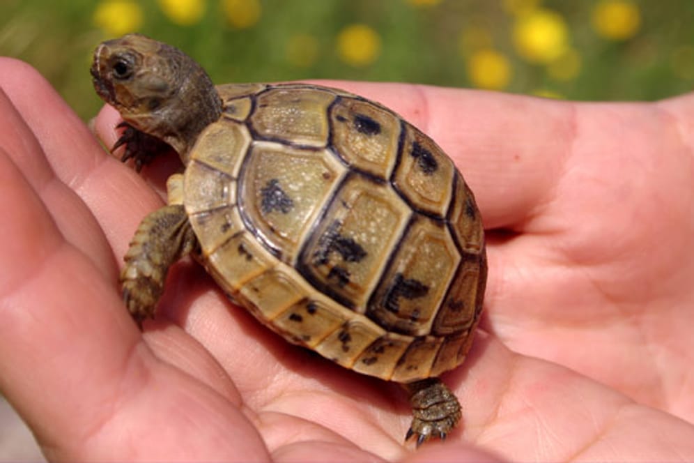 Vor dem Kauf ist zu bedenken, dass aus den kleinen Schildkröten je nach Art große Reptilien werden.