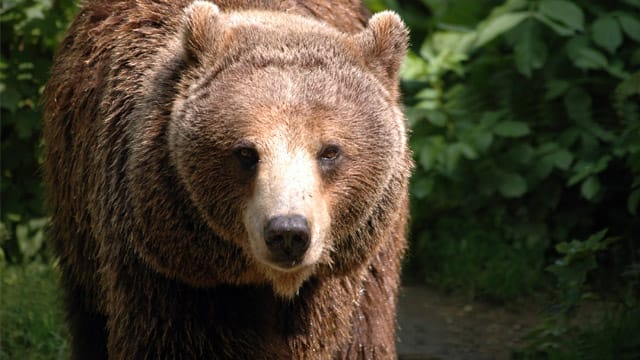 Wegen eines Bären wurde ein Wanderweg in Polen gesperrt.