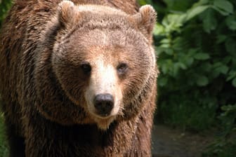 Wegen eines Bären wurde ein Wanderweg in Polen gesperrt.