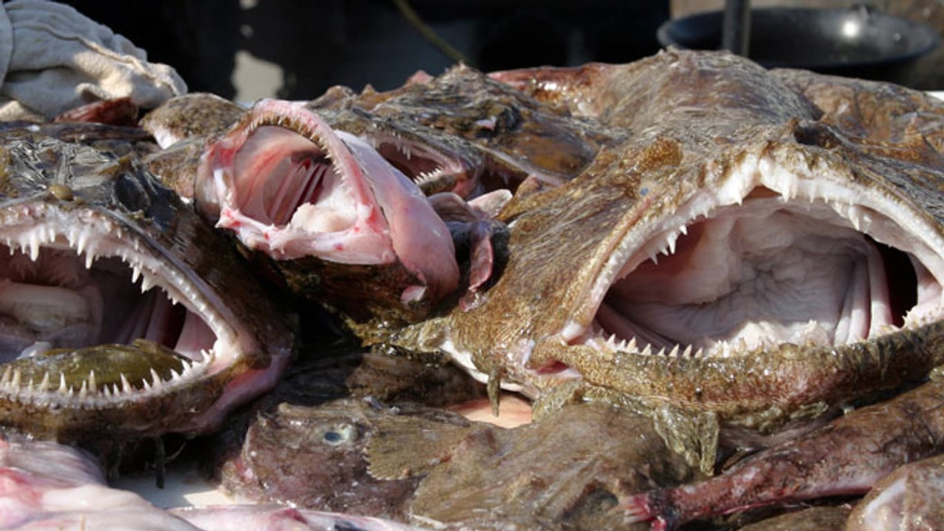 Wegen seiner furchteinflößenden Erscheinung wird der Seeteufel auf Märkten meistens ohne Kopf angeboten.