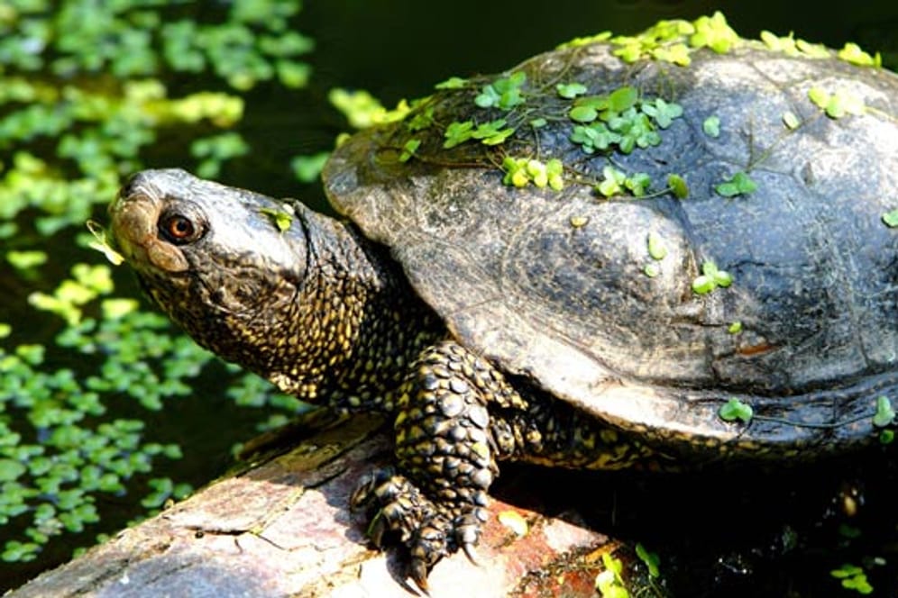 Die Sumpfschildkröte mag pflanzenreiche Gebiete, in denen sie sich gut verstecken kann.