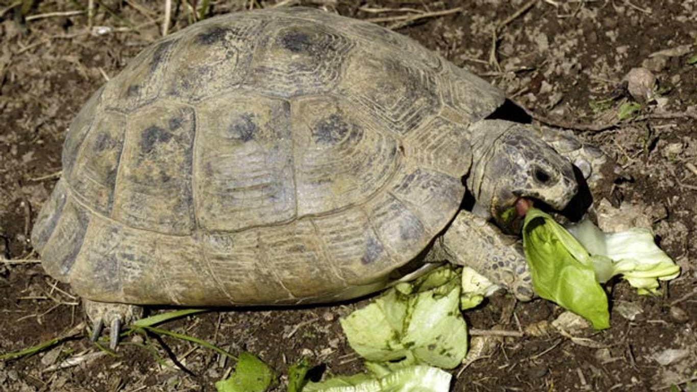 Schildkröten ernähren sich gerne von frischem Blattsalat.