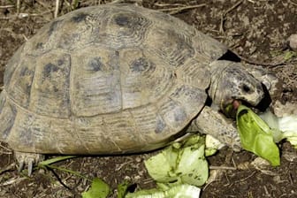 Schildkröten ernähren sich gerne von frischem Blattsalat.