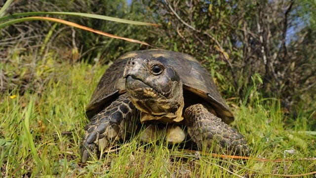 Die Breitrandschildkröte braucht viel Platz.