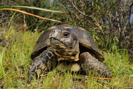 Die Breitrandschildkröte braucht viel Platz.