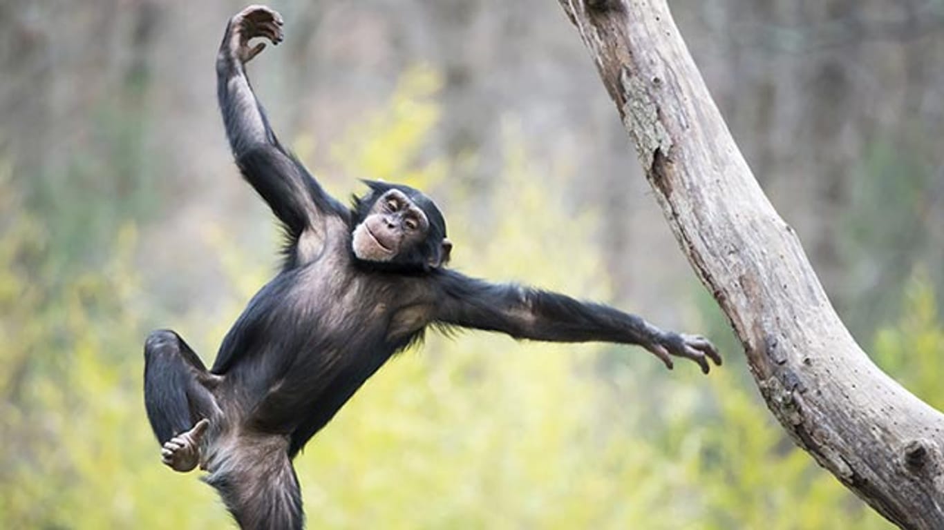 Ganz beschwingt: Schimpansen in Guinea mögen Alkohol.