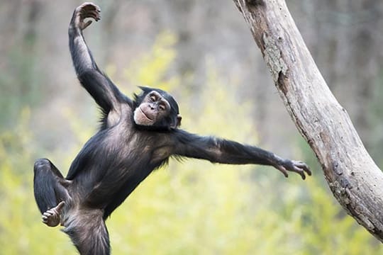 Ganz beschwingt: Schimpansen in Guinea mögen Alkohol.