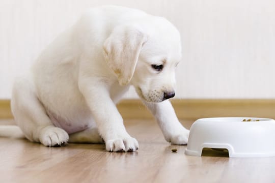 Wenn Ihr Hund nicht mehr fressen will, muss das nicht gleich etwas Schlechtes bedeuten.